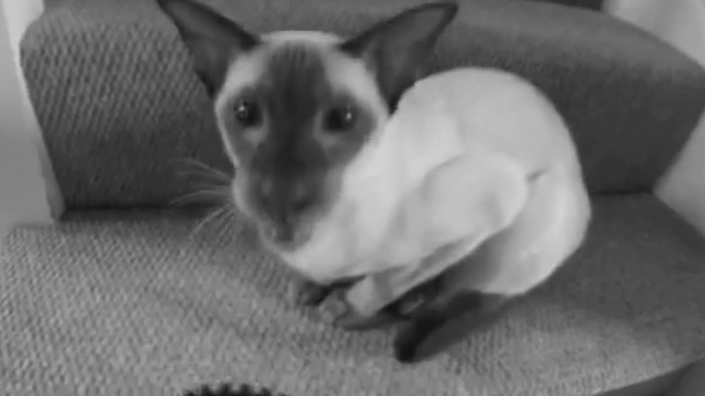 Kedi Miyavlamasını Dijital Ortamda Müziğe Çeviren Yetenekli Adam