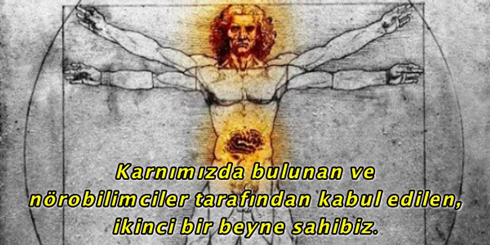 Muhtemelen Bilmediğiniz Karındaki Beyniniz ile Alakalı Okudukça Şaşıracağınız İlginç Gerçekler