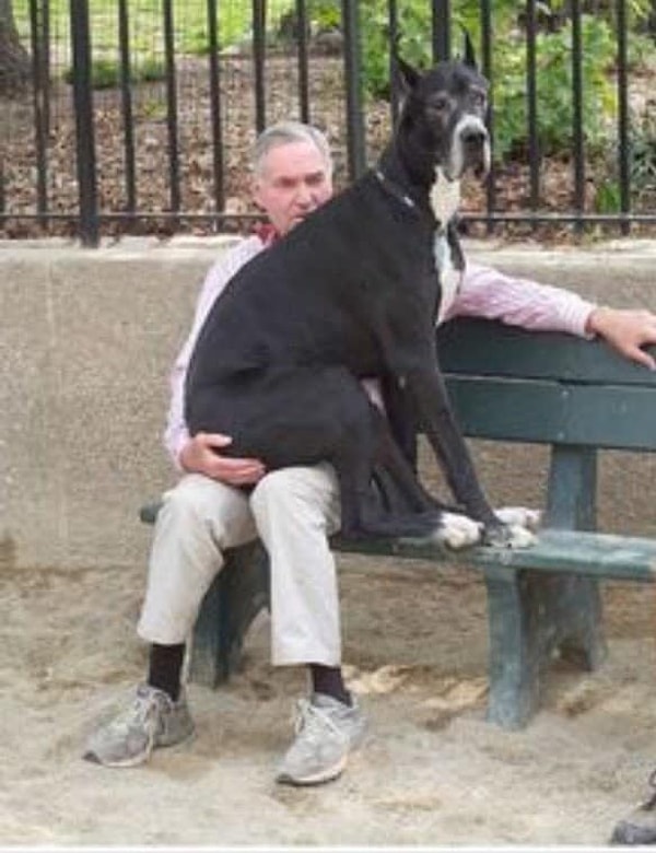 17. Сидя у кого-то на коленях, вы выглядите примерно так: