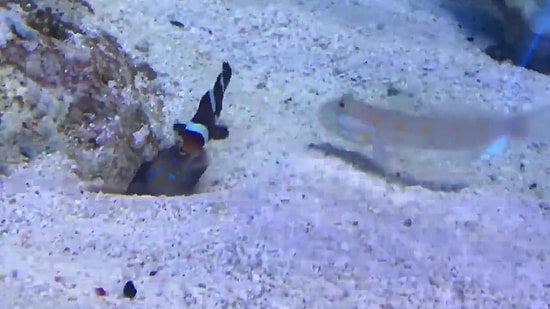 Adana'nın Conoları Gibi Kavga Eden Balıklar