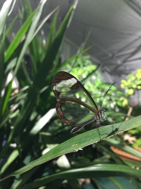 2. Удивительно: бабочка с прозрачными крыльями!