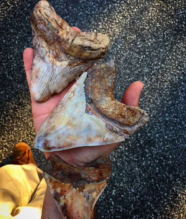 7. Ничего особенного, просто человек нашел на пляже зубы ископаемой акулы.