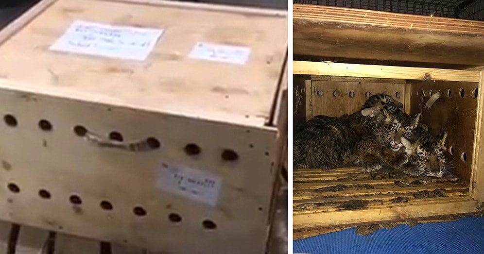 Работники аэропорта были в шоке, когда открыли коробку, пролежавшую у них неделю!