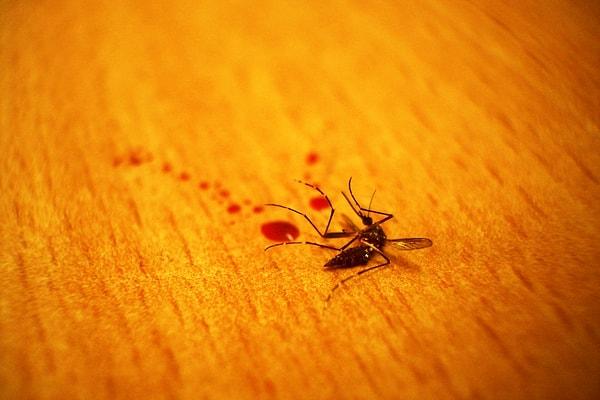 6. Finlandiya polisi çalıntı bir arabanın içinde bulduğu ölü sivrisinekten aldığı kanı analiz ederek hırsızın kimliğini tespit etti.