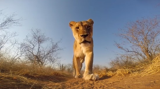 Çaldığı GoPro'yla Kendine Mini Belgesel Çeken Aslan