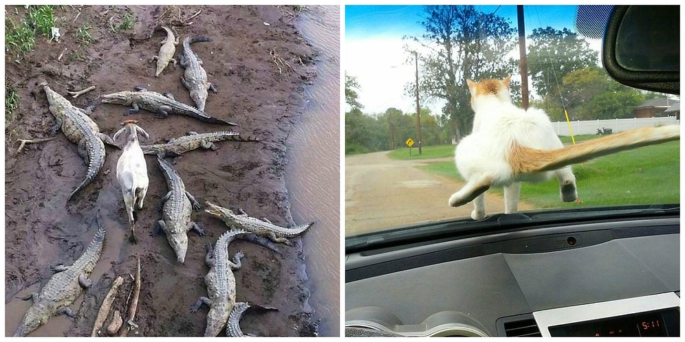 25 фото животных, которым на все начхать