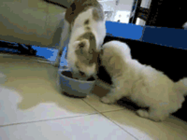 Oyun, oyun, oyun!