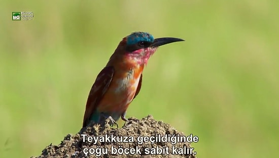 Arıkuşlarının Böcek Avı İçin Dahiyane Planı