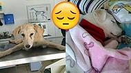 İnsanların Döverek Felç Bıraktığı Yavru Köpek Leyla'nın Üzücü Hikayesi