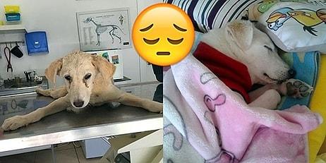 İnsanların Döverek Felç Bıraktığı Yavru Köpek Leyla'nın Üzücü Hikayesi