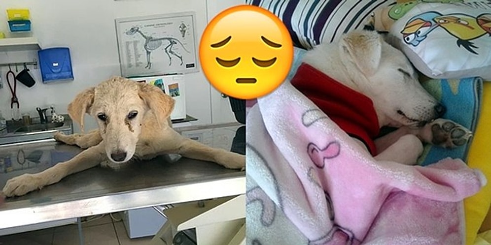 İnsanların Döverek Felç Bıraktığı Yavru Köpek Leyla'nın Üzücü Hikayesi