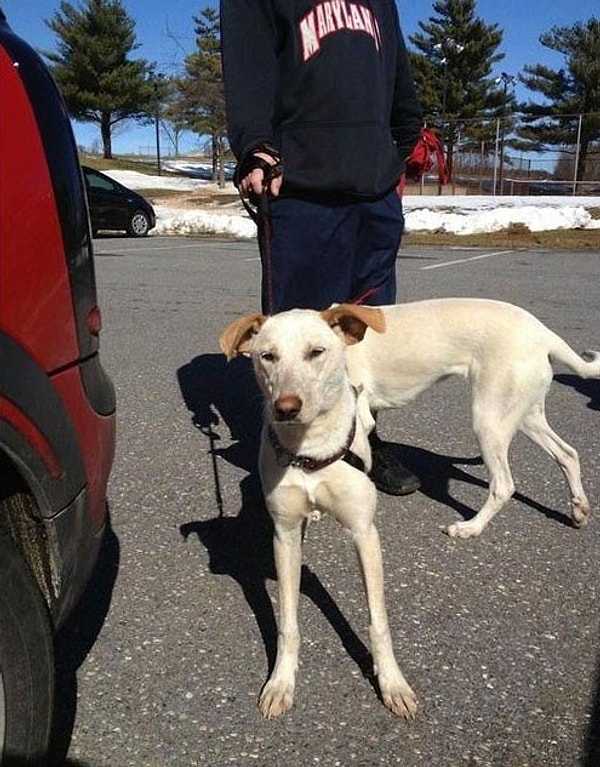 2. Новая порода!