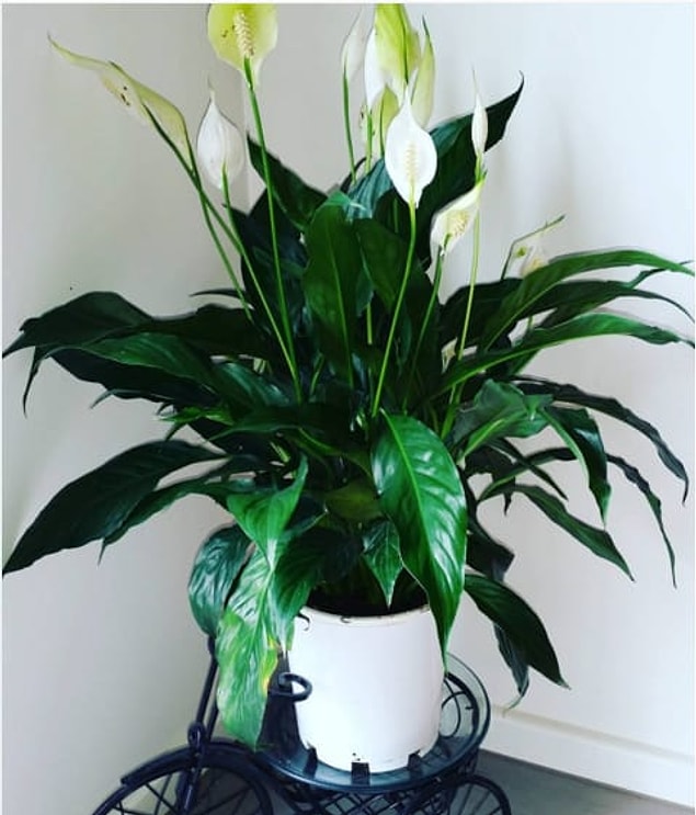 1. Yelken Çiçeği (Spathiphyllum)