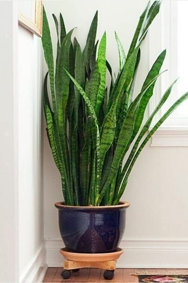 4. Paşa Kılıcı (Sansevieria trifasciata)