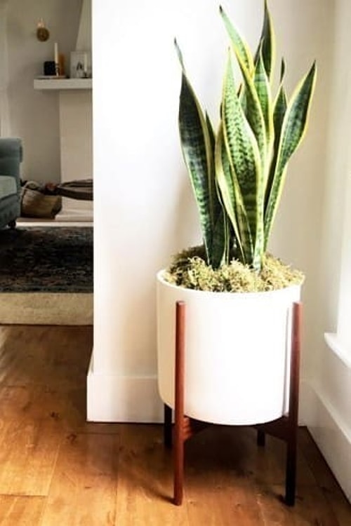 Paşa Kılıcı (Sansevieria trifasciata)