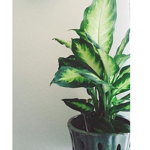 Deve Tabanı (Dieffenbachia)
