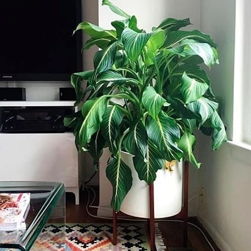 Deve Tabanı (Dieffenbachia)