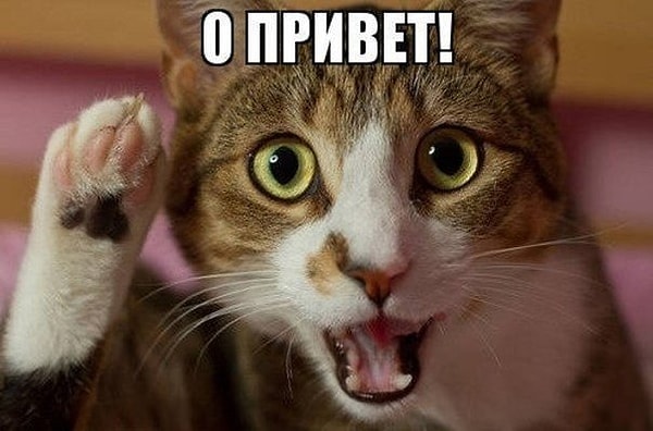 1. На самом деле то, что вы говорите с животными, а также с неодушевленными предметами (машиной, компьютером и т.д.), является показателем вашего глубочайшего ума