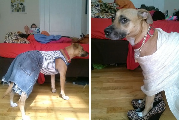 13. "Мой друг присматривал за моей собакой во время моего отъезда"