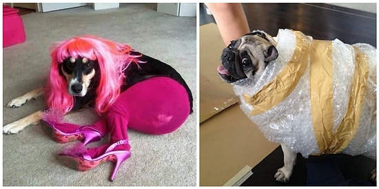 15 фото, о том, почему не стоит оставлять своих домашних животных с другими людьми 😂