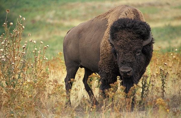 5. ABD’nin batı yakasındaki otoyolların büyük çoğunluğu, bizonların göç yollarına uygun inşa edilmiştir.