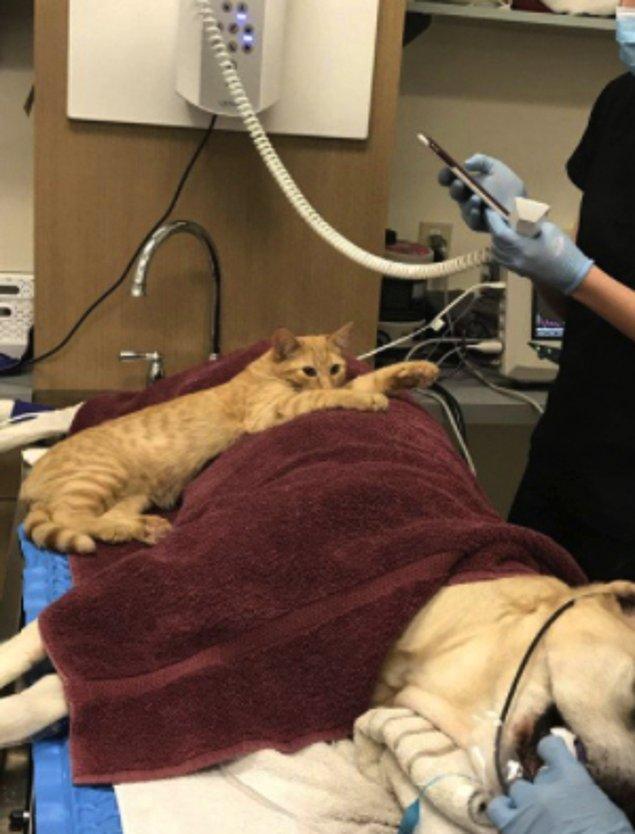 11. "Sokaktan kurtarılan kedi Ron, yaşadığı hayvan hastanesine ameliyat olmaya gelen korkmuş canlılara sarılarak onları sakinleştiriyor."