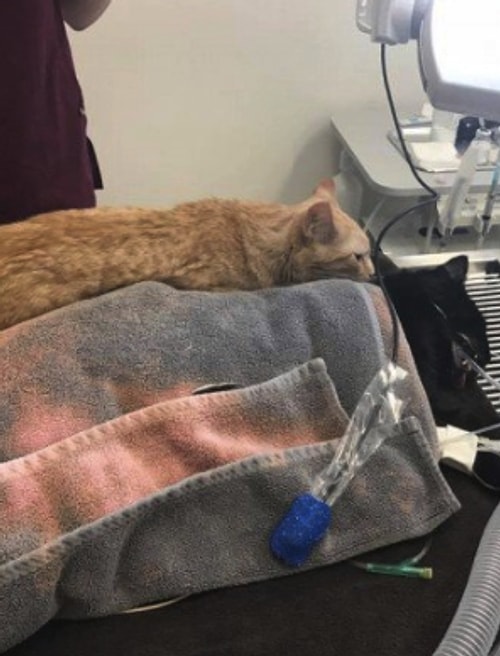"Sokaktan kurtarılan kedi Ron, yaşadığı hayvan hastanesine ameliyat olmaya gelen korkmuş canlılara sarılarak onları sakinleştiriyor."