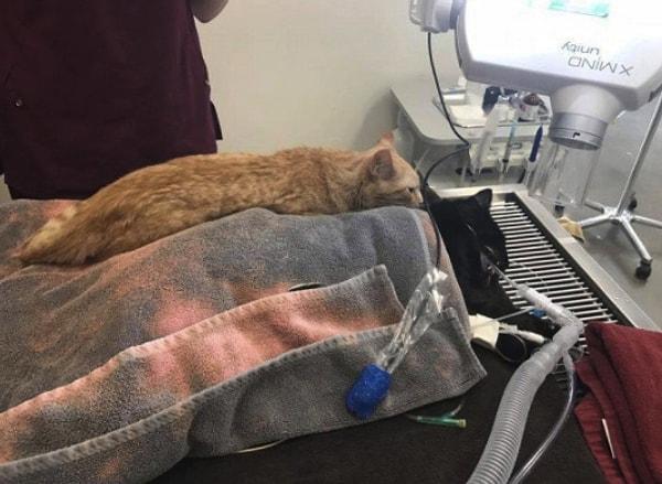 11. "Sokaktan kurtarılan kedi Ron, yaşadığı hayvan hastanesine ameliyat olmaya gelen korkmuş canlılara sarılarak onları sakinleştiriyor."