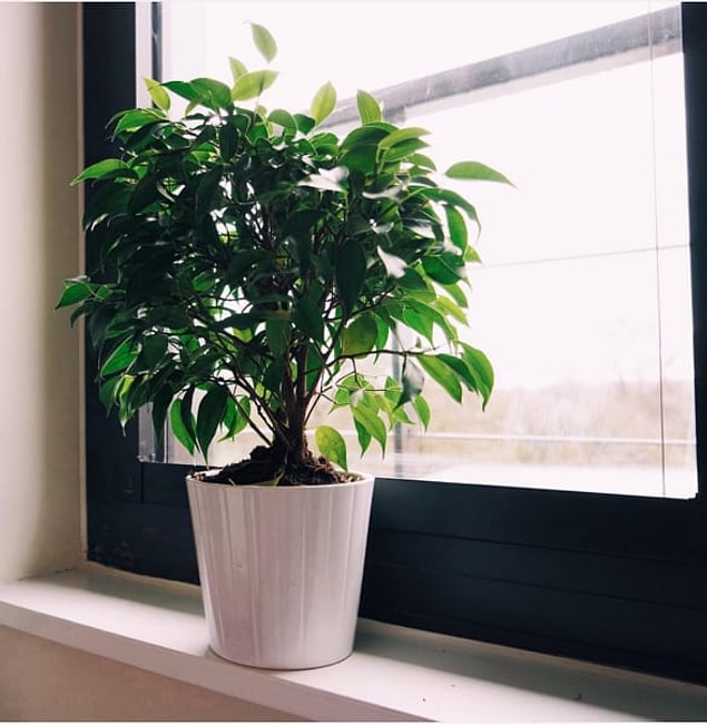 15. Benjamin Kauçuğu (Ficus benjamina)