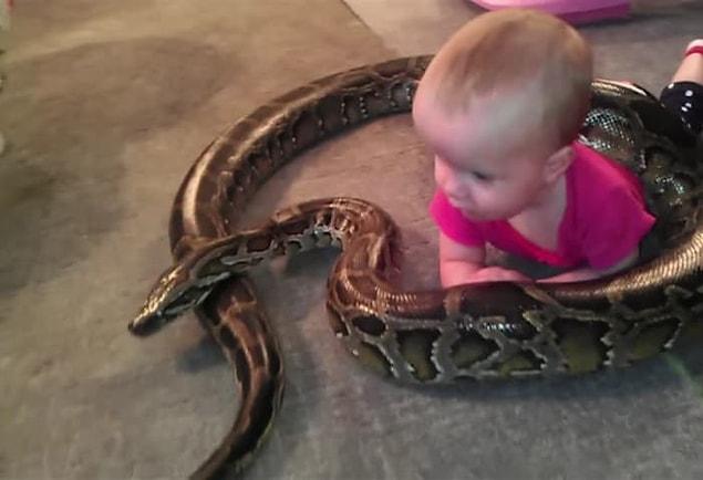 1. Here's a baby with a python. Nothing to worry about here!