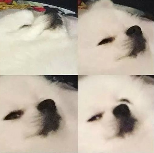 6. Когда вы пытаетесь уснуть, а кто-то спрашивает, не спите ли вы: