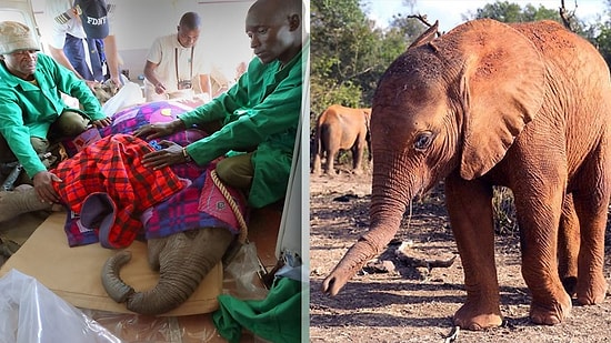 Yaralı Filin Tedavi Sonrası Mutluluğu