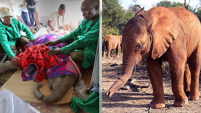 Yaralı Filin Tedavi Sonrası Mutluluğu