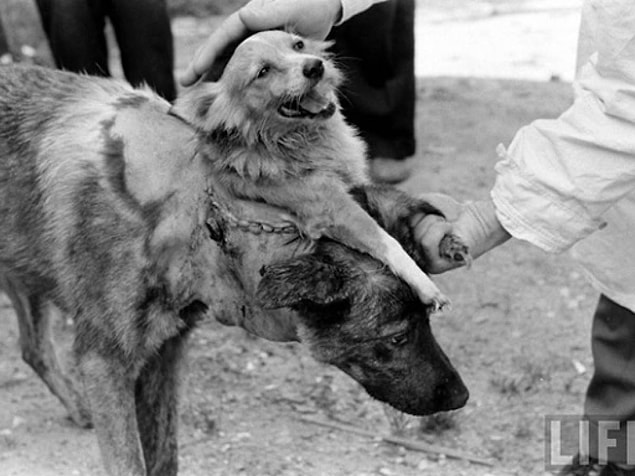 3. Çift başlı köpek deneyinin ilk 'sonucu'.