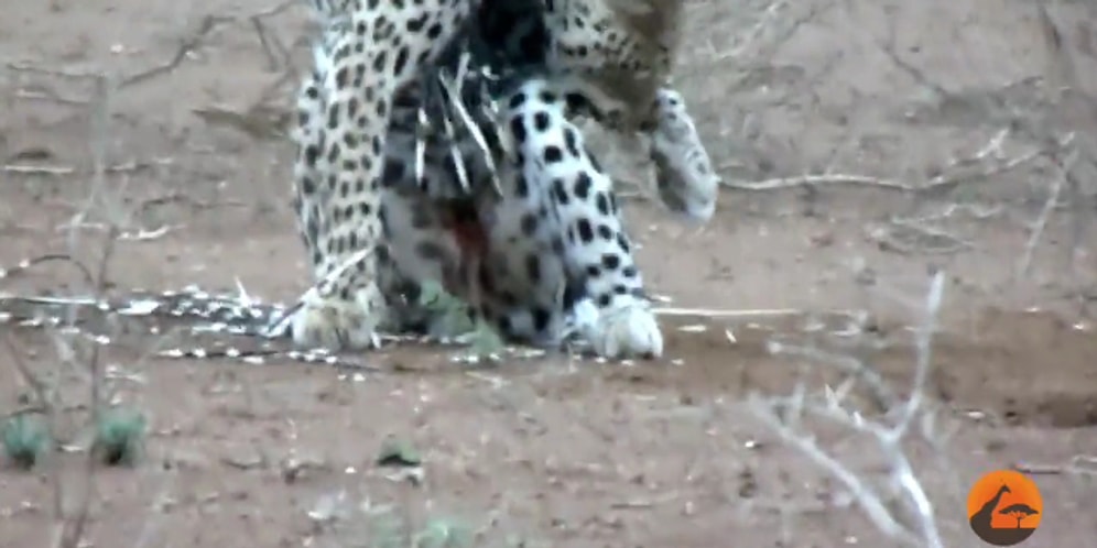 Kirpiye Saldırdığına Pişman Olan Leopar