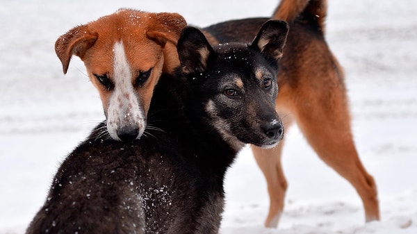 9. Безусловно, у нас запрещено жестокое обращение с животными, и нарушение этого закона предусматривает как наложение штрафа, так и лишение свободы.