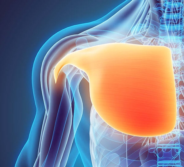 7. А сейчас будет чуть-чуть полегче. Как называется мышца, находящаяся за грудью?