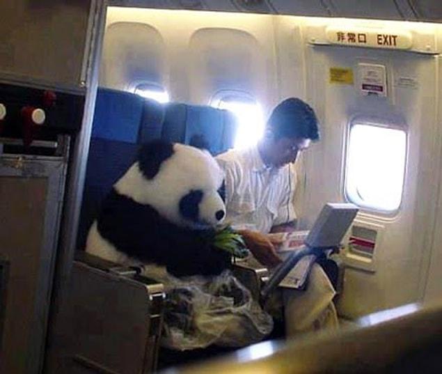 9. All the pandas in the world are on loan from China.