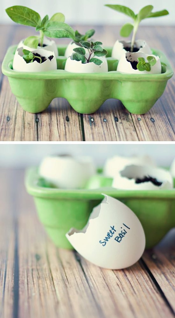 5. Посадите растения в скорлупе из-под яиц