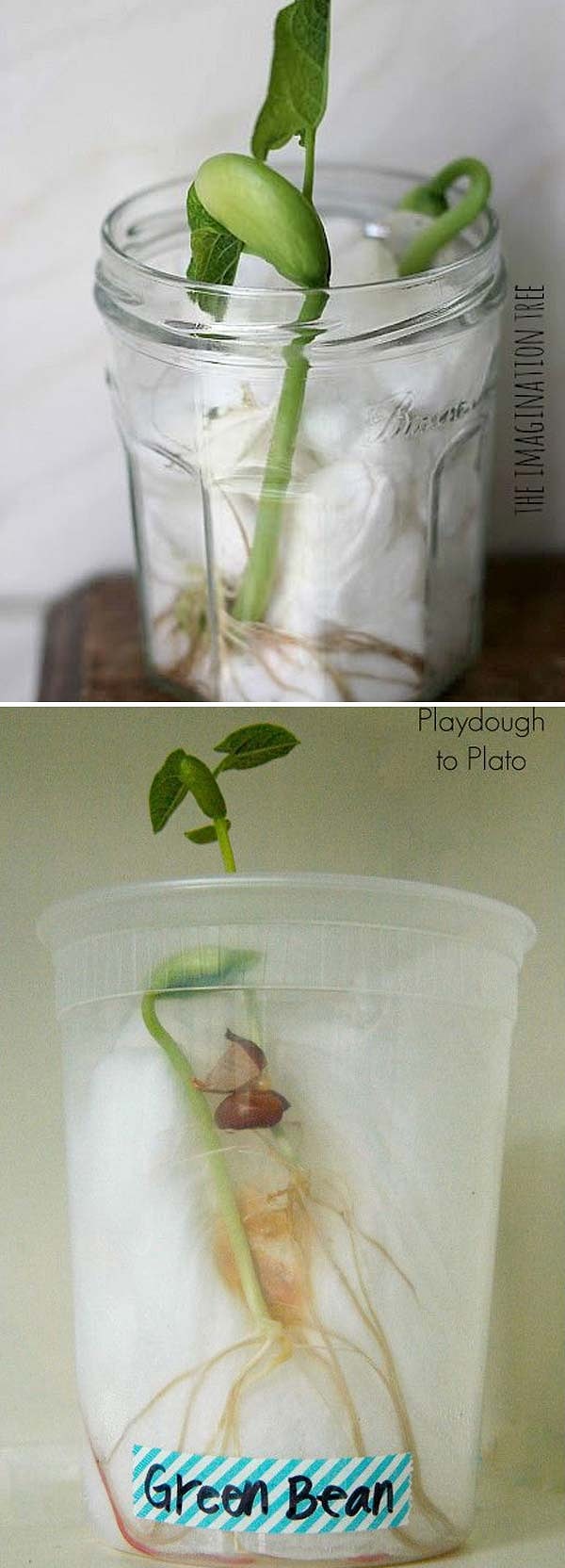 10. Вырастите что-нибудь в стакане, наполненном ватой