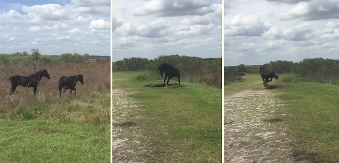 Tüm Hırçınlığıyla Timsaha Saldıran At