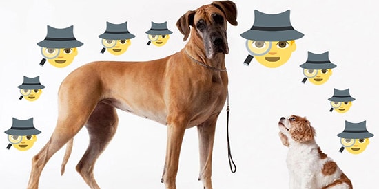 Köpeğiniz Kaybolursa "Eyvah!" Deyip Umutsuzluğa Kapılmamak İçin Yapmanız Gereken Şeyler