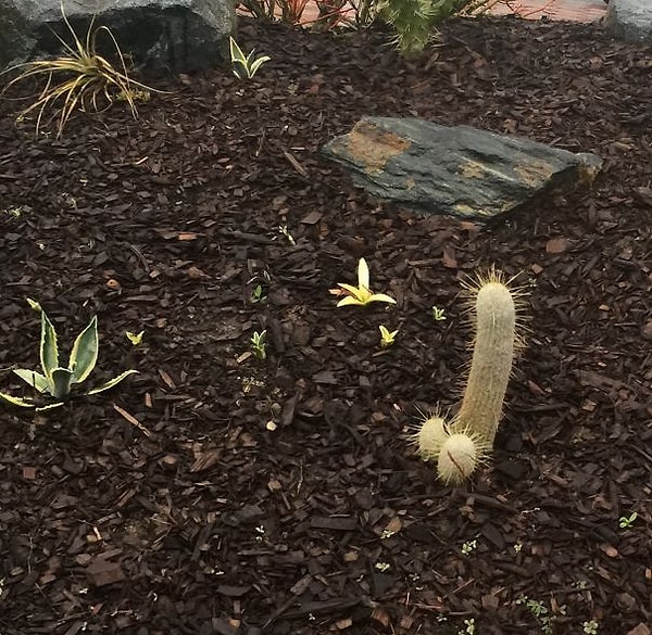 9. "Жена сфоткала кактус, а потом рассылала его всем и смеялась не переставая часа три"