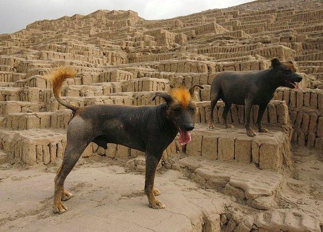 8. Tüysüz Peru köpekleri ilginç bir tür. Bölgenin endemik canlıları ve tenlerinin aşırı sıcak olmasından dolayı tıbbi gereksinimlerde kullanılabiliyorlar.