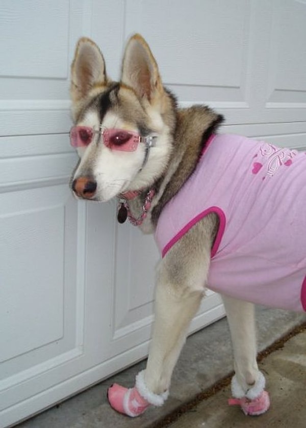 5. Домашний питомец Барби?