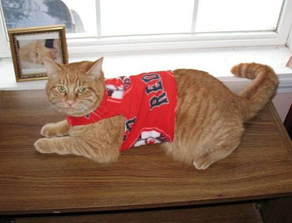 6. Когда с котом болеете за один клуб