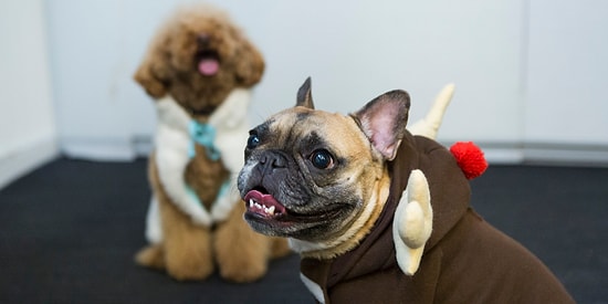 Моднее, чем хозяйка: 10 животных, которые следят за модой