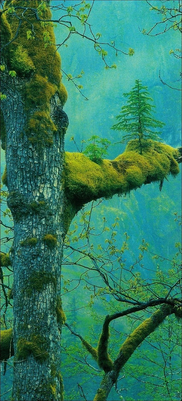 4. Дерево, растущее на другом дереве.