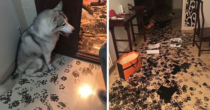 18 питомцев, которые повели себя очень плохо, когда остались одни