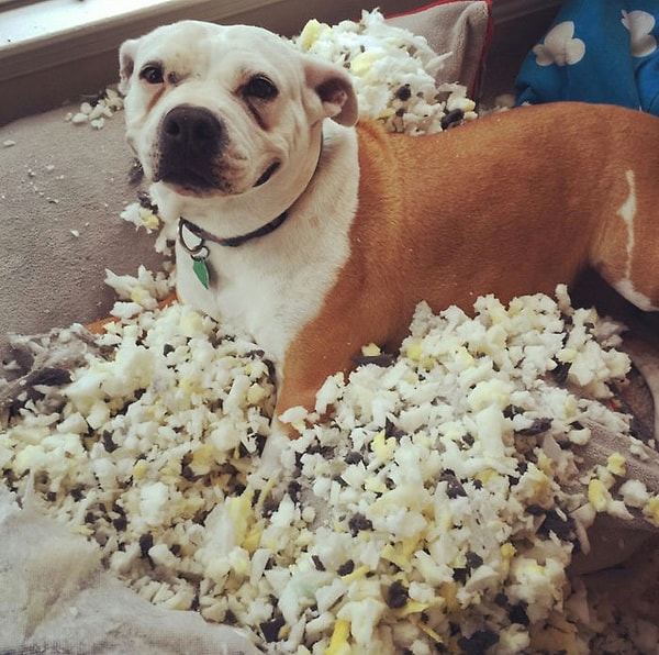 7. "У всех собаки хоть немного выглядят пристыженными после грязных делишек. Но вы посмотрите, насколько горд мой пес"